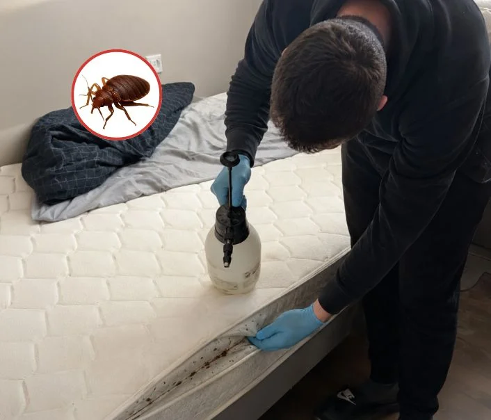 Technicien traitant un matelas contre les punaises de lit à Notre-Dame-de-la-Mer